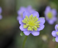 Nice blue petals with green petaloid stamens