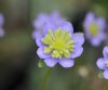 Show product details for Hepatica japonica Blue Sandan