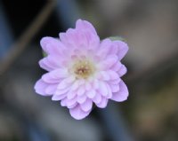 Fully double mid pink flowers.