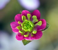 Single cerise pink with green petaloid stamens