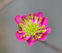 Single rich pink with green petaloid stamens