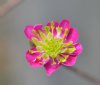 Show product details for Hepatica japonica Ebisunohana