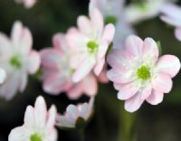 Pale pink buttercup like flowers