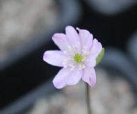 Palest pink buttercup like flowers