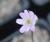 Show product details for Hepatica japonica Godo