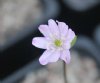 Hepatica japonica Godo