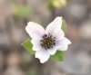 Show product details for Hepatica japonica Gose