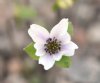 Hepatica japonica Gose