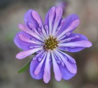 Pale purple single flowers with petaloid stamens