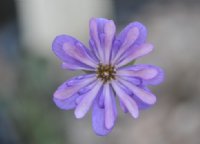 Pale purple single flowers with petaloid stamens
