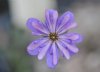 Show product details for Hepatica japonica Haguro