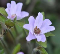 Pale lavender single flower with green petaloid stamens