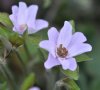 Show product details for Hepatica japonica Haruka