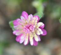 Full pink double becoming paler in the centre