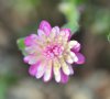 Show product details for Hepatica japonica Harumonogatari