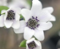 Clean white flowers with dark stamens