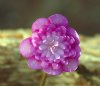 Show product details for Hepatica japonica Hohobeni