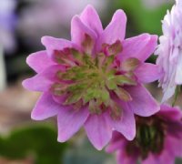 Full double rich pink flower with green petals to the centre