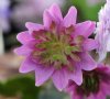 Show product details for Hepatica japonica Hokutosei