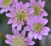 Rich pink flower with green petaloid stamens