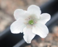 Clean white flowers with white stamens