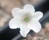 Hepatica japonica I...