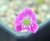 Single pink flowers with white stamens