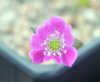 Hepatica japonica Izu