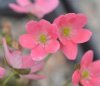 Show product details for Hepatica japonica Kaiyo