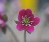 Show product details for Hepatica japonica Kakuda