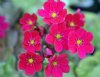  Japanese Hepaticas