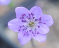 Single purple flowers with purple stamens