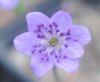 Hepatica japonica K...