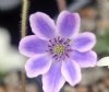 Hepatica japonica K...