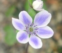 Purple flowers with white shading