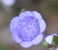 Full double pale lavender flowers