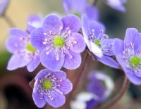 Big mid blue to violet flowers.