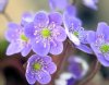 Show product details for Hepatica japonica Konosu