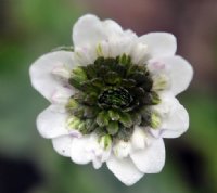 Large white flowers with deep green inner petals.