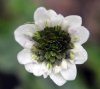 Hepatica japonica K...