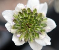 White flower with green petaloid stamens
