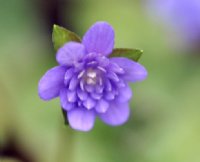 Full double purplish blue flowers