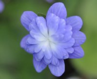Double bluish purple flowers