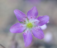 Big purple flowers with a paler centre