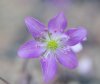 Show product details for Hepatica japonica Matsuzaki