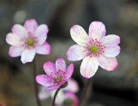 Pale pink lightly speckled flowers.