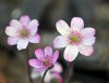 Hepatica japonica M...