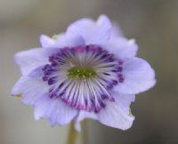 Blue single flower with lots of stamens