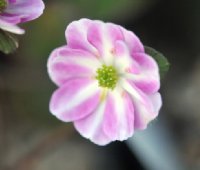 Pink and white single flower