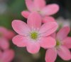 Show product details for Hepatica japonica Momosango